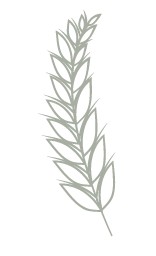 Espiga